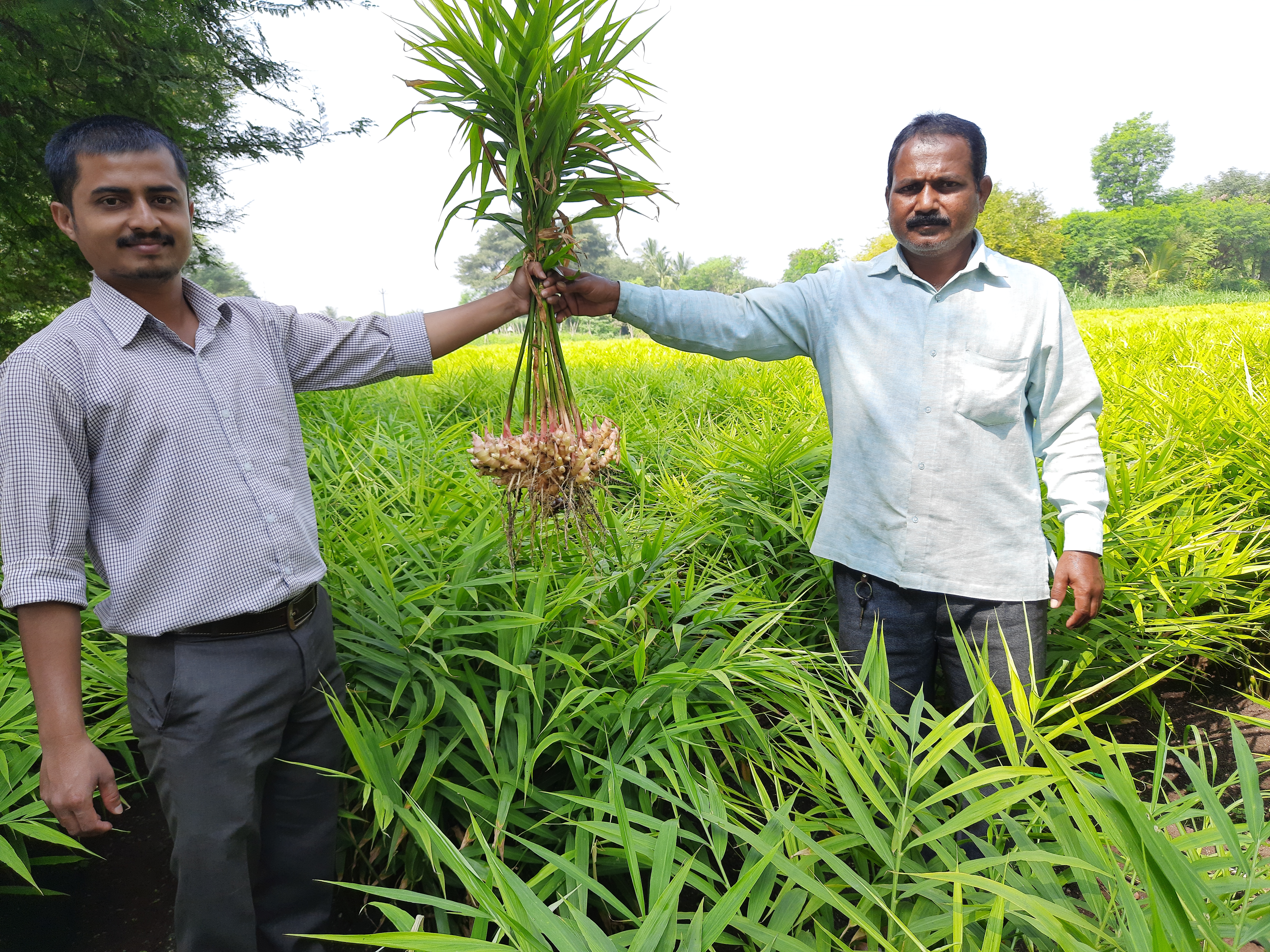 Lush green agricultural field with healthy crops
